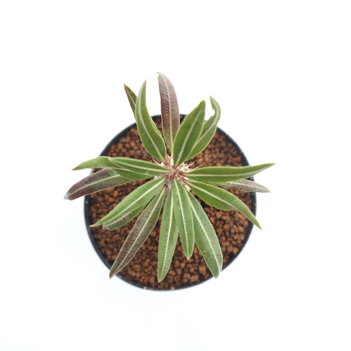 パキポディウム カクチペス 実生 | mana's green:塊根植物販売 パキポディウム カクチペス 実生 | mana's green:塊根植物販売