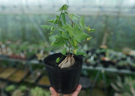 ディオスコレア　シルバティカ　Dioscorea sylvatica No.3