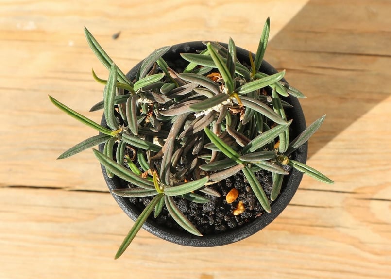 【連休セール】ユーフォルビア キリンドリフォリア ② 連休セール】ユーフォルビア キリンドリフォリア ② ユーフォルビア