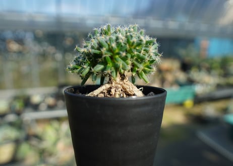 トリコディアデマ　デンサム　Trichodiadema densum  No.3