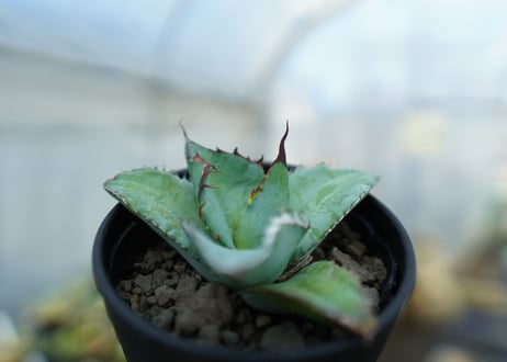 アガベ　チタノタ　ブルー　Agave titanota Blue 　NO.3