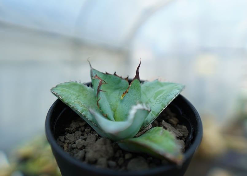 アガベ チタノタ ブルー Agave titanota Blue NO.3 | mana's