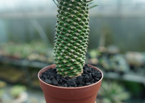 ユーフォルビア　ソテツキリン "パイナップルコーン"　Euphorbia sotetsukirin  No.1