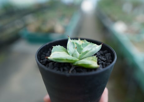 アガベ　王妃雷神錦　Agave　“Ohi Raijin Nishiki ”　No.1