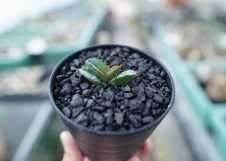 アガベ　チタノタ　 ブラックアンドブルー 　Agave titanota black and blue　No.15