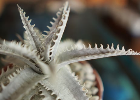 ディッキア　ハイブリット　Dyckia Hyb.