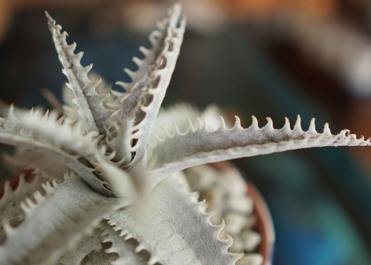 ディッキア ハイブリット Dyckia Hyb. | mana's green:塊根植物 ディッキア ハイブリット Dyckia Hyb. | mana's green:塊根植物