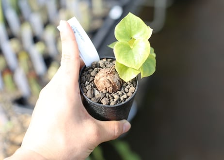 亀甲竜　実生株