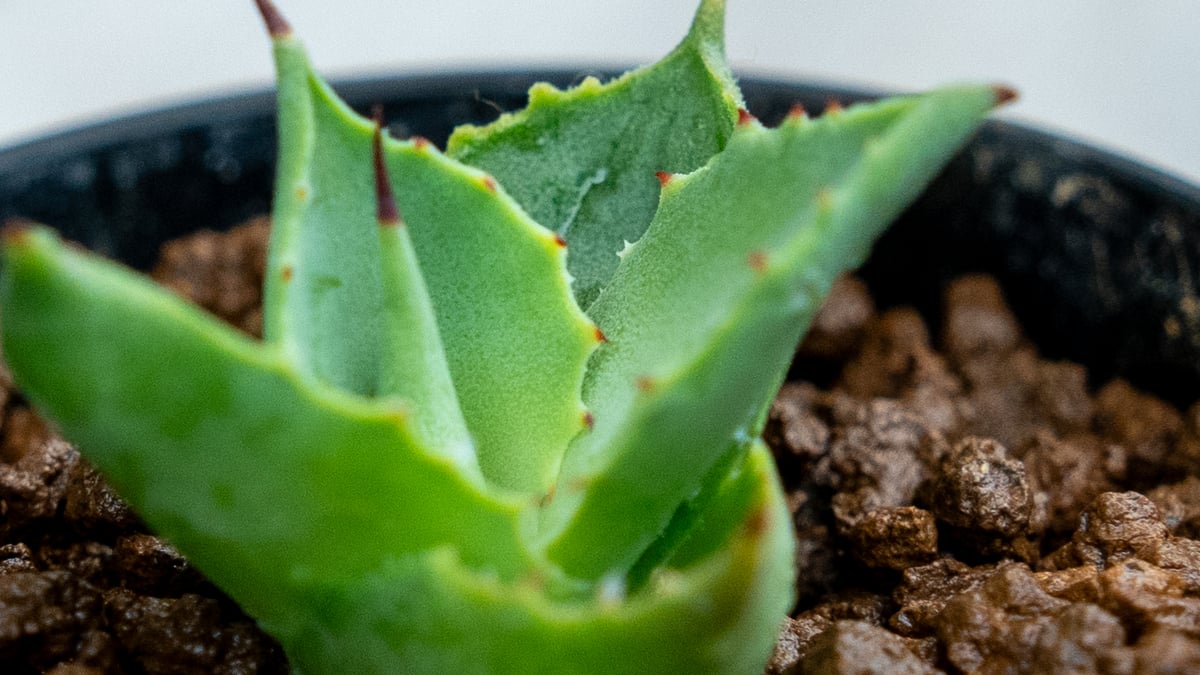 アガベ トレードウィンズ | mana's farm:塊根植物・アガベ・ドライ