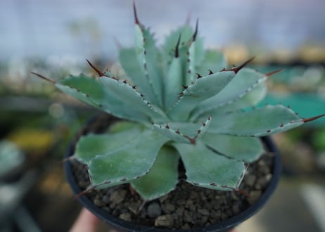 アガベ　吉祥冠　Agave potatorum No.2