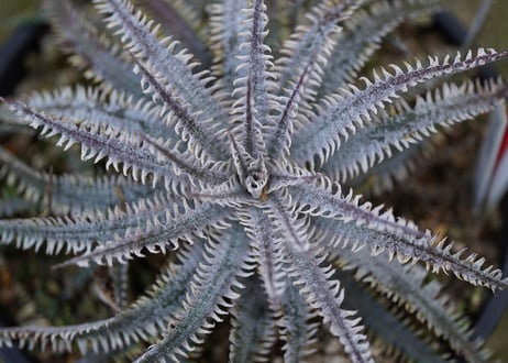 Dyckia Nagas
