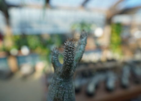 【未発根】パキポディウム　グラキリス　 Pachypodium Gracilius  No.8
