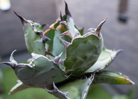Agave B&B  №4