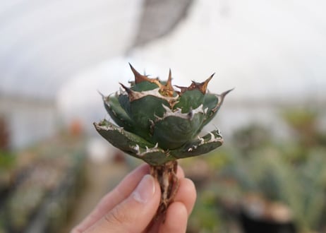 agave titanota  FO-76　No.7