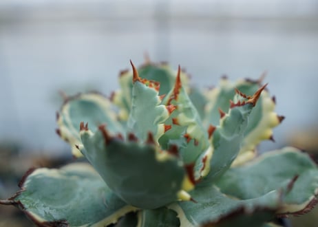 アガベ　兜蟹錦　連棘　Agave isthmensis “Kabutogani” variegata