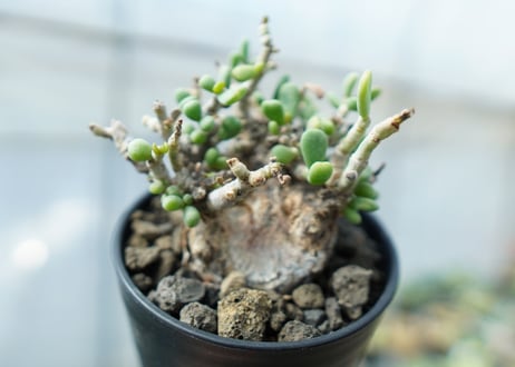 ケラリア　ピグマエア　Ceraria pygmaea 　No.4