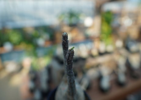 【未発根】パキポディウム　グラキリス　 Pachypodium Gracilius  No.4