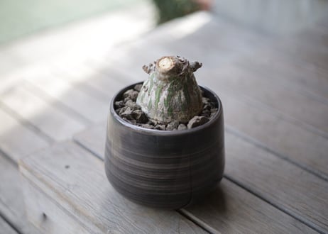 プセウド　ボンバックス　Pseudobombax