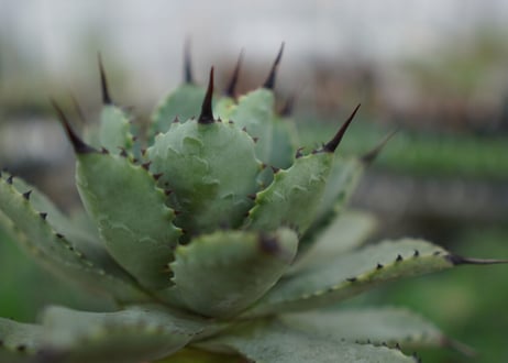 agave Potatorum×Macroacantha　”八荒雷神”　№7