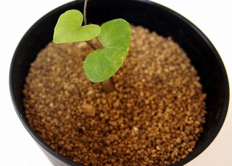 亀甲竜 ディオスコレア エレファンティペス  dioscorea elephantipes 　実生苗
