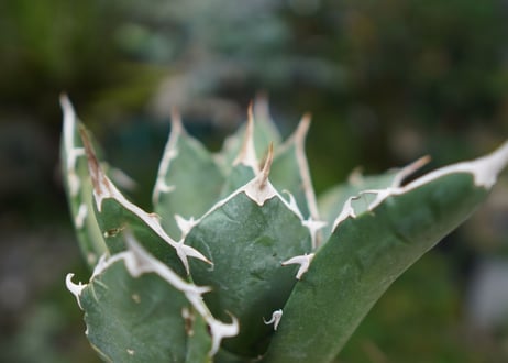 Agave titanota 白鯨 C NO.1