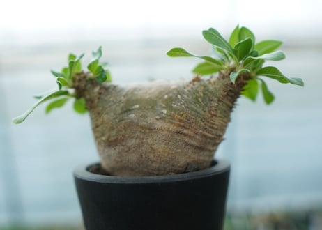 パキポディウム　マカイエンセ　Pachypodium makayense No.3