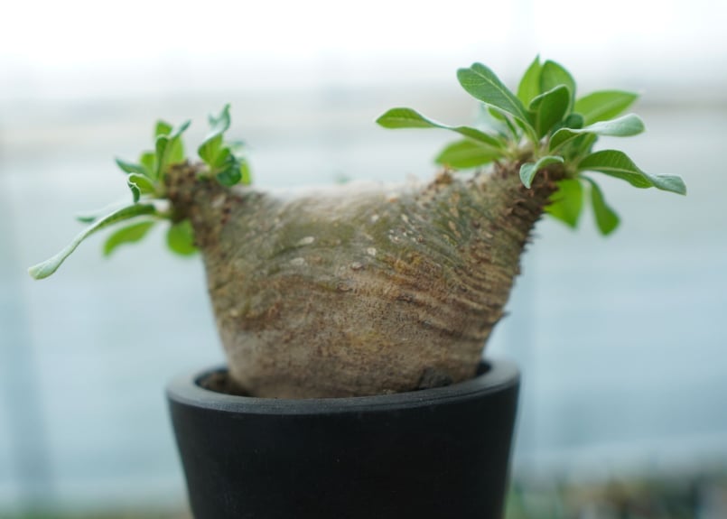 n*3様 Pachypodium makayense パキポディウム　マカイエン パキポディウム マカイエンセ Pachypodium makayense No.3 | man