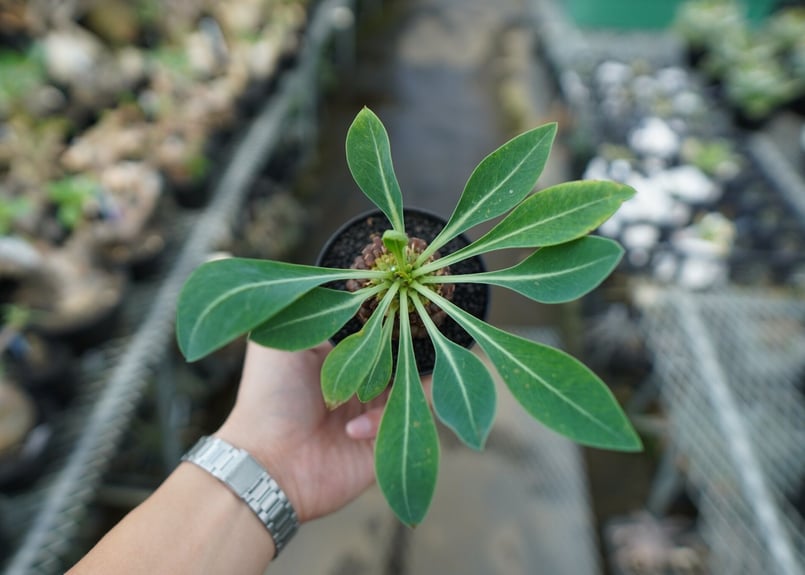 A052 ユーホルビア鉄甲丸Euphorbia bupleurifolia 2株 A052 ユーホルビア鉄甲丸Euphorbia bupleurifolia 2株