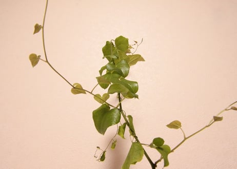 亀甲竜 ディオスコレア　Dioscorea elephantipes no.2