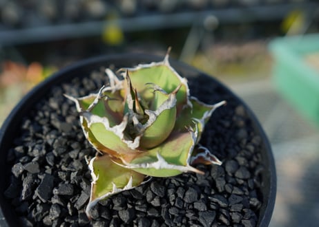 アガベ チタノタ シーザー agave titanota caesar
