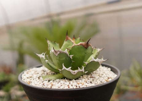 アガベ　titanota  dwarf　No.4