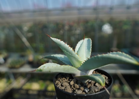 アガベ　ドラゴントゥース　Agave Dagontoes　No.2