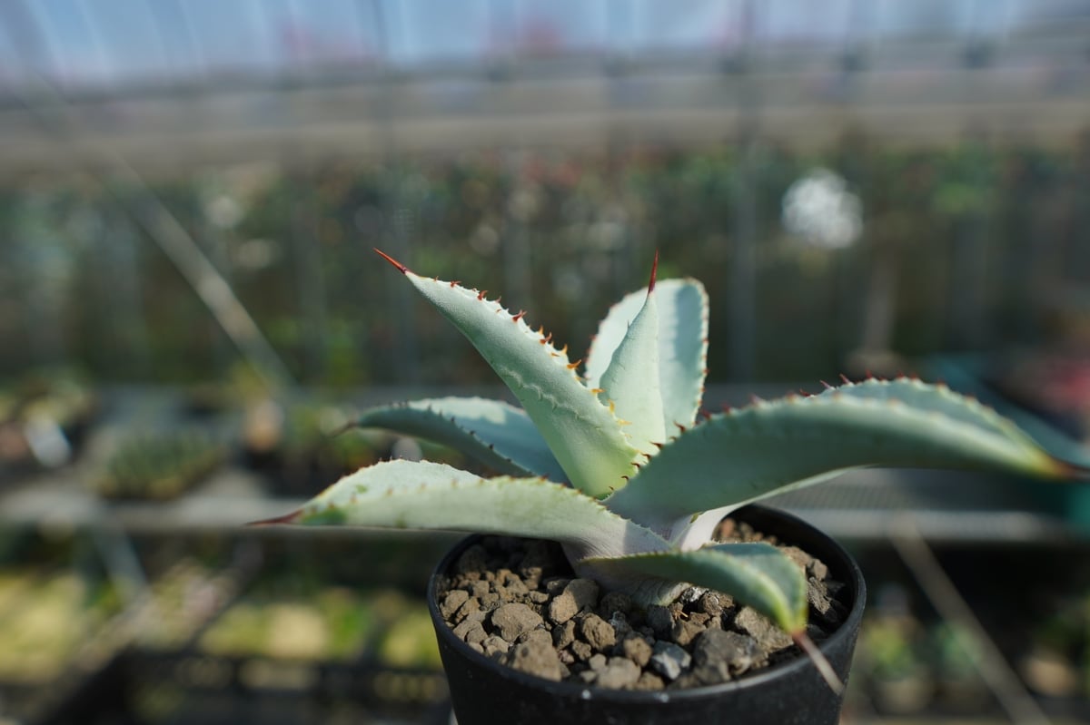 アガベ　ドラゴントゥース　クレスト　綴化2頭個体　縞斑 アガベドラゴントゥースクレスト綴化2頭個体縞斑