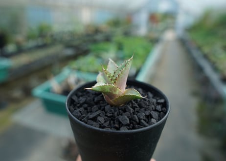 アガベ　チタノタ　FO-76　Agave titanota  FO-76　No.5