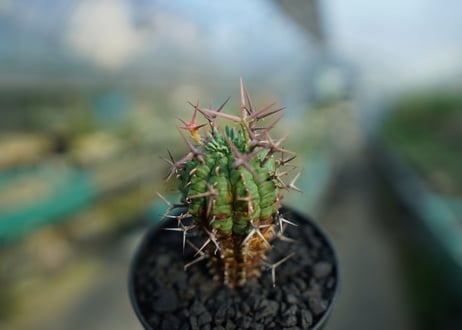ユーフォルビア　群星冠　Euphorbia stellispina  No.1