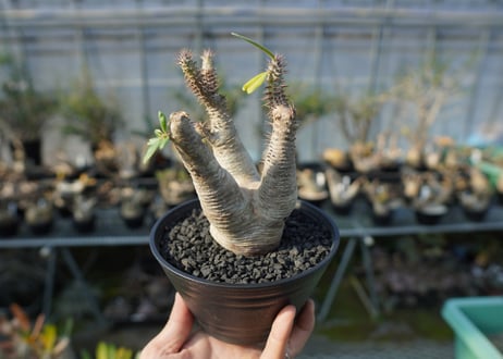 パキポディウム マカイエンセ　Pachypodium makayense　No.4