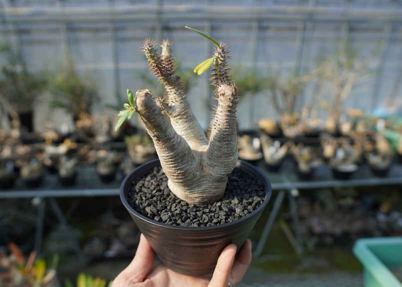 パキポディウム マカイエンセ 3頭 赤肌 パキポディウム・マカイエンセ | trigger