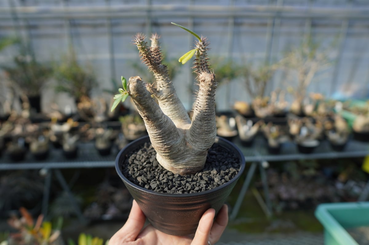 パキポディウム・マカイエンセ パキポディウム マカイエンセ / Pachypodium makayense #4 | Duc