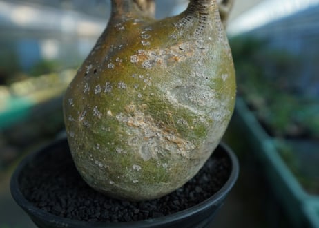 パキポディウム　グラキリス　 Pachypodium Gracilius  No.1