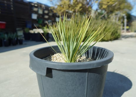 ユッカ　ロストラータ　yucca rostrata No.2