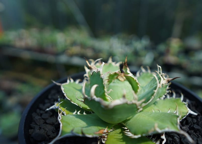 アガベ チタノタ オテロイ フィリグリー アガベ チタノタ フィリグリー 'デビル' Agave titanota