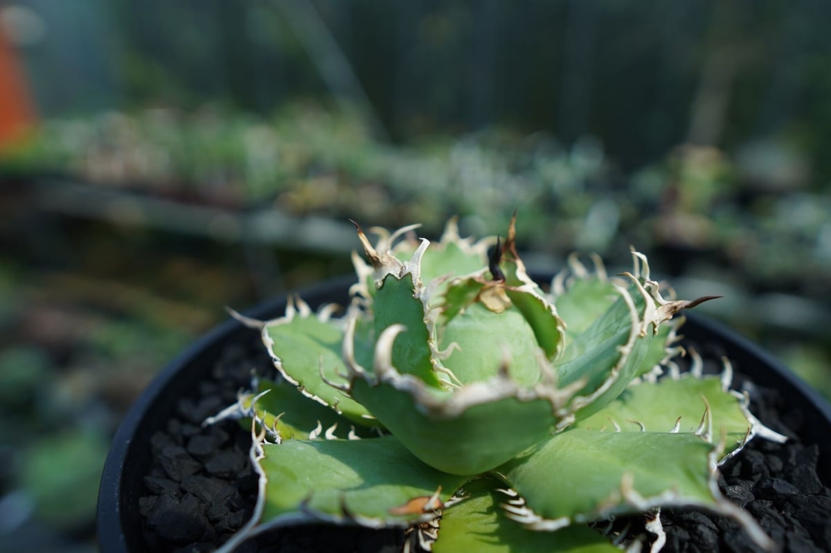 アガベ チタノタ フィリグリー agave titanota filigree No.2 | アガベ チタノタ フィリグリー agave titanota filigree No.2 |