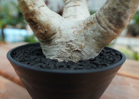 パキポディウム　エブレネウム　Pachypodium eburneum  No.2