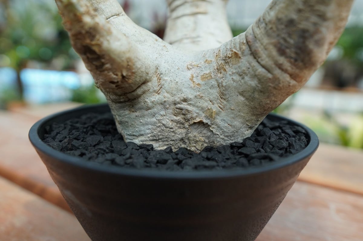 パキポディウム エブレネウム Pachypodium eburneum No.2 | man
