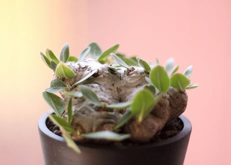 Pachypodium brevicaule　パキポディウム  ブレビカウレ　恵比寿笑い