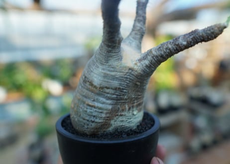 【未発根】パキポディウム　グラキリス　 Pachypodium Gracilius  No.19