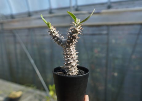 パキポディウム　デンシフローラム Pachypodium densiflorum   No.2