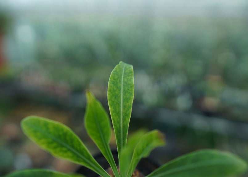 雌株】ユーフォルビア 鉄甲丸 Euphorbia bupleurifolia | mana