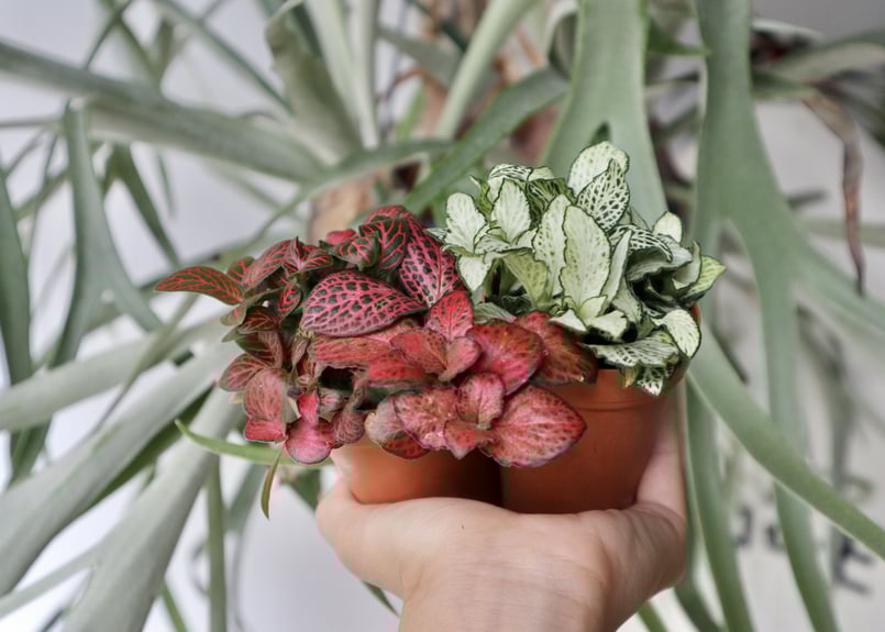 フィットニア ツインセット | mana's farm:塊根植物・アガベ・ドライ