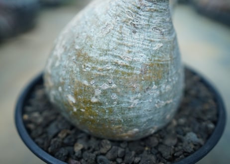 パキポディウム　グラキリス　 Pachypodium Gracilius  No.10